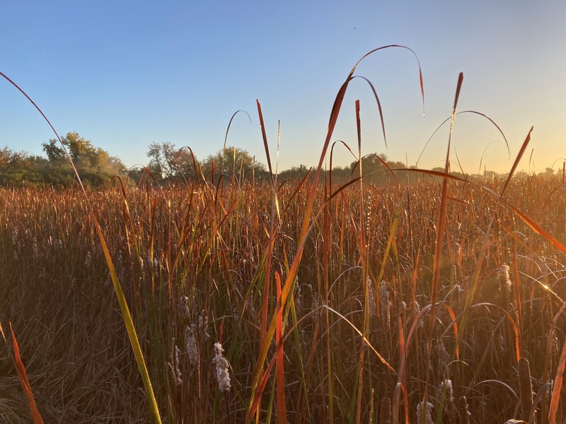 Sunrise shining on dew-covered cattails